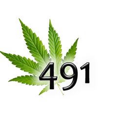491