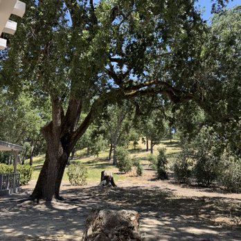 Pasolivo Ranch - Land - Olive Oil Near Me - Paso Robles, California
