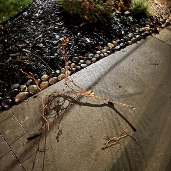 Savant Arborist - Tree Services Near Me - Alamo, California Savant Arborist - Tree Services Near Me - Alamo, California