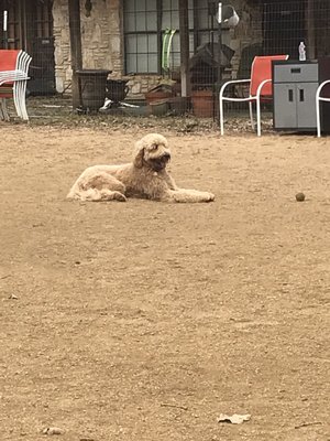 Dog House Drinkery & Dog Park by null