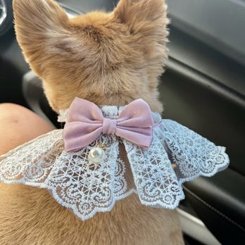 My Best Friend Dog Spa - With free accessories. I always keep it everytime! - Pet Groomers Near Me - Honolulu, Hawaii My Best Friend Dog Spa - With free accessories. I always keep it everytime! - Pet Groomers Near Me - Honolulu, Hawaii
