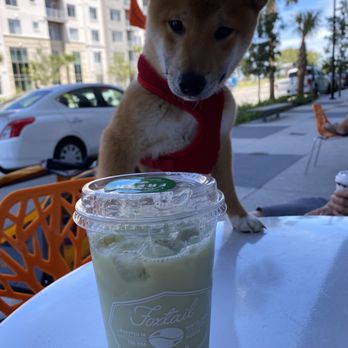 Foxtail Coffee - Even my Japanese Shiba Inu is like "is that even Matcha bro?" - Coffee & Tea Near Me - Orlando, Florida Foxtail Coffee - Even my Japanese Shiba Inu is like "is that even Matcha bro?" - Coffee & Tea Near Me - Orlando, Florida