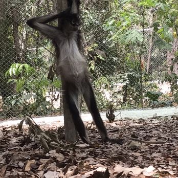 Akumal Monkey Sanctuary - Spider monkey posing - Zoos Near Me - Akumal, ROO Akumal Monkey Sanctuary - Spider monkey posing - Zoos Near Me - Akumal, ROO