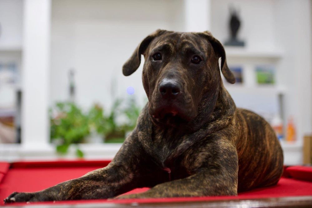 LA FUNDACIÓN K9 Updated July 2024 50343 Rivers Rd, Tickfaw