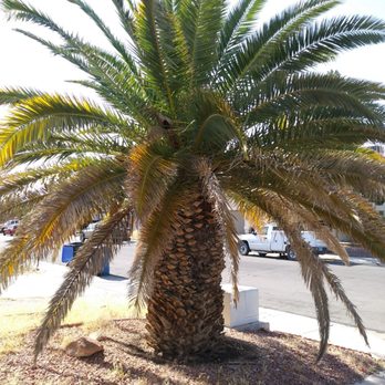 Ruben's Lawn Service - Before... - Landscaping Near Me - Las Vegas, Nevada Ruben's Lawn Service - Before... - Landscaping Near Me - Las Vegas, Nevada