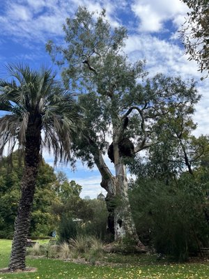 Royal Botanic Gardens Victoria - Melbourne Gardens by null