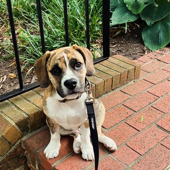 Controlled K9 - Pet Training Near Me