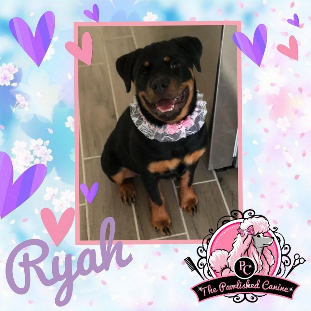 THE PAWLISHED CANINE 72 Photos Humble, Texas Pet Groomers Phone