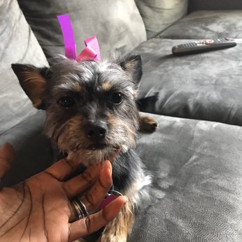 Petco - Pet Training Near Me - Houston, Texas