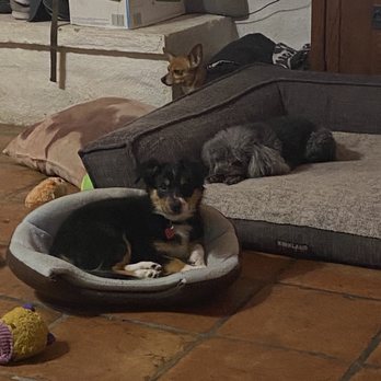 All Creatures Pet Sitting - Pet Sitting Near Me - Elmirage, Arizona All Creatures Pet Sitting - Pet Sitting Near Me - Elmirage, Arizona