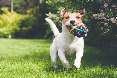 Doggie Daycare - Not spending as much time as you'd like with your pet? Don't let your busy schedule interfere with your furry friend's well being. Get the care and attention they are longing for by taking advantage of our services. Doggie Daycare - Not spending as much time as you'd like with your pet? Don't let your busy schedule interfere with your furry friend's well being. Get the care and attention they are longing for by taking advantage of our services.