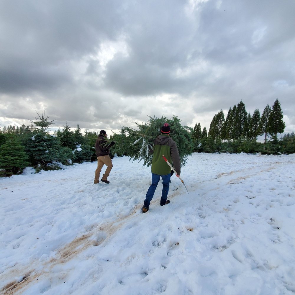 MCGEE CHRISTMAS TREE FARM TEMP. CLOSED 27 Photos & 21 Reviews