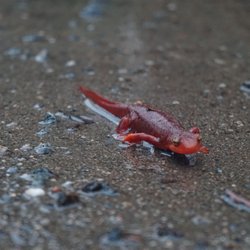 Wishon Campground - Red Salamander