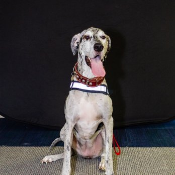 Pawsitive Concepts K9 Coaching - Pet Training Near Me - Arnold, Missouri Pawsitive Concepts K9 Coaching - Pet Training Near Me - Arnold, Missouri