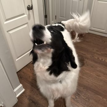 Ruffles and Paws - Bastien - Pet Sitting Near Me - Shawnee, Kansas Ruffles and Paws - Bastien - Pet Sitting Near Me - Shawnee, Kansas