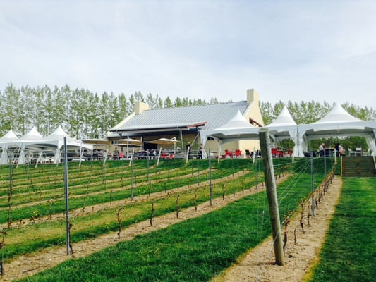 Luckett Vineyards by null
