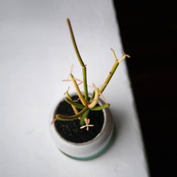 Nalata Nalata