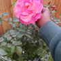 Photo of Massab Acres Greenhouse & Nursery