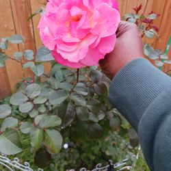 Massab Acres Greenhouse & Nursery - This bush is a hybrid, I've gifted many, can't go wrong here.