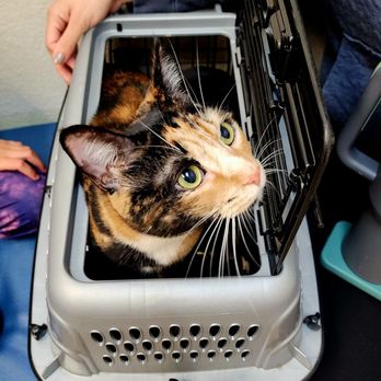 Quito Veterinary Hospital - Vet day. Dr. P is the best! - Veterinarians Near Me - San Jose, California Quito Veterinary Hospital - Vet day. Dr. P is the best! - Veterinarians Near Me - San Jose, California