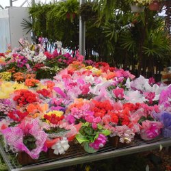 Floricultura Capim Limão