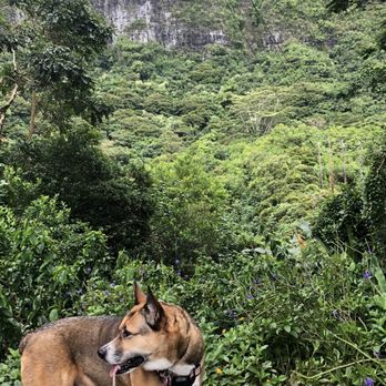 Likeke Falls - Hiking Near Me - Honolulu, Hawaii