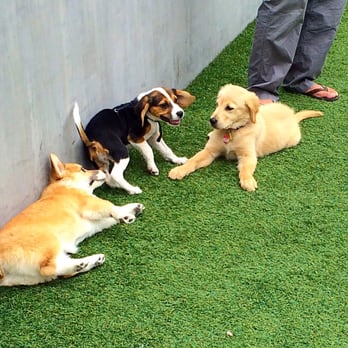 Pasadena Humane - Playtime outside at Puppy Social. Saturday's 9:30-10:30. - Animal Shelters Near Me - Pasadena, California Pasadena Humane - Playtime outside at Puppy Social. Saturday's 9:30-10:30. - Animal Shelters Near Me - Pasadena, California