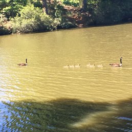 The baby geese The baby geese
