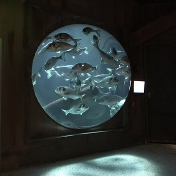 Sea Life - Aquariums Near Me - Speyer, RP