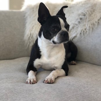 Big Bones Canine Rescue - Dogs we have fostered! - Pet Adoption Near Me