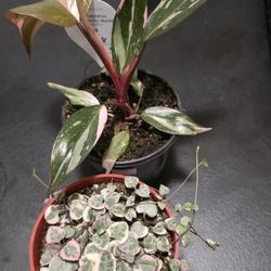 Plant Lovers - Variegated string of hearts and Marble pink princess