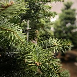 Savvy’s Christmas Trees