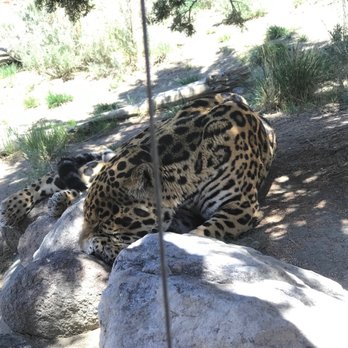Animal Ark - QUIET!!! He doesn't like loud noises... - Zoos Near Me - Reno, Nevada