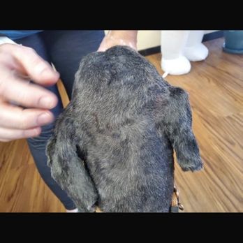 Sissy's Pet Grooming Salon - Neglected dog - Pet Groomers Near Me - Tucson, Arizona