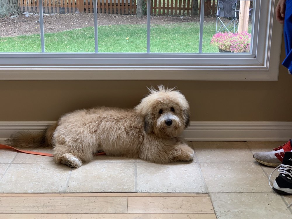 CANINE COIFFURE Updated June 2024 64 Photos & 16 Reviews 2665