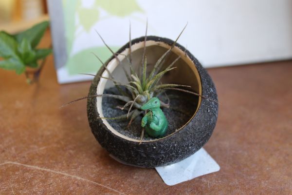 Armstrong Garden Centers 58 Photos 55 Reviews Nurseries