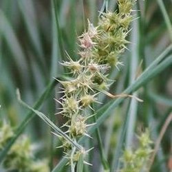 Earthweaver Landscaping - I need help with Sandburrs