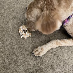 Woof Gang Bakery Boulder - Misha enjoying a puppy donut.