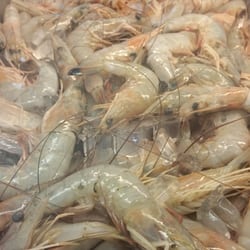 Island Seafood - 16/18 count head on shrimp