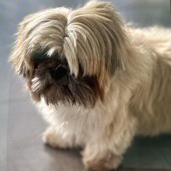 Dogtown - uneven bangs - Pet Groomers Near Me - Miami, Florida