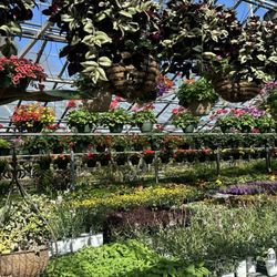 Bemis Upland Springs Floral - Greenhouse