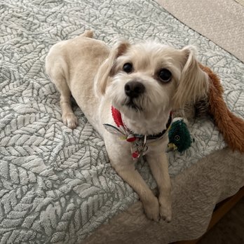 Nichole's Loving Cuts - Pet Groomers Near Me - Murrieta, California Nichole's Loving Cuts - Pet Groomers Near Me - Murrieta, California
