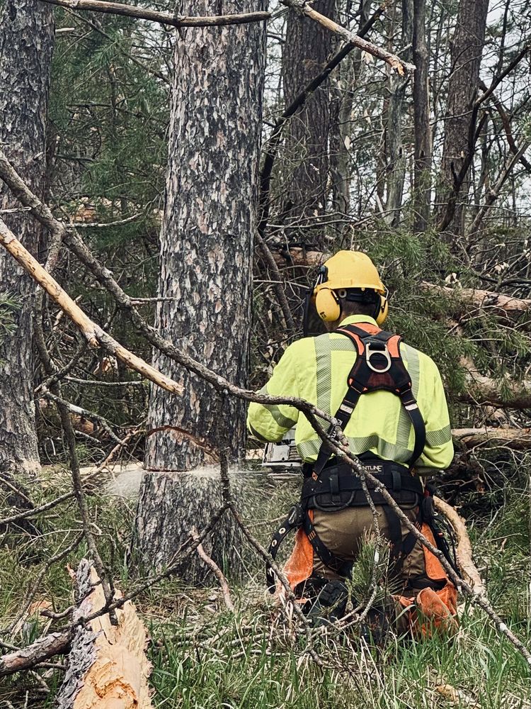 Ballinger Tree Service - tree service in Bella Vista, AR