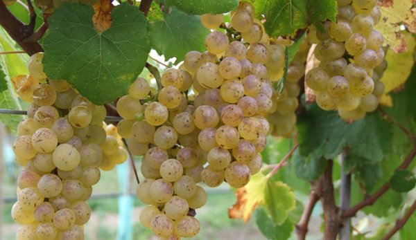 Ash Ridge Winery by null