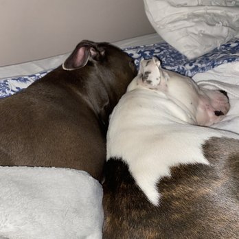 A Country Veterinary Clinic - Best pals get separation anxiety. - Veterinarians Near Me - Wilmington, North Carolina A Country Veterinary Clinic - Best pals get separation anxiety. - Veterinarians Near Me - Wilmington, North Carolina