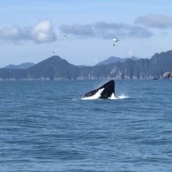 Kayak Adventures Worldwide - Rafting/Kayaking Near Me - Seward, Alaska Kayak Adventures Worldwide - Rafting/Kayaking Near Me - Seward, Alaska