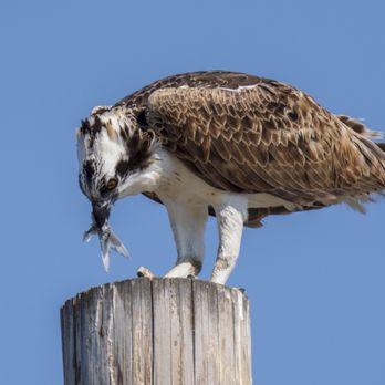 Morro Bay Rock - An Osprey feeding on a fish it just caught. - Beaches Near Me - Morro Bay, California Morro Bay Rock - An Osprey feeding on a fish it just caught. - Beaches Near Me - Morro Bay, California