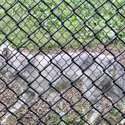 Wildwood  Zoo - Wolf - pacing