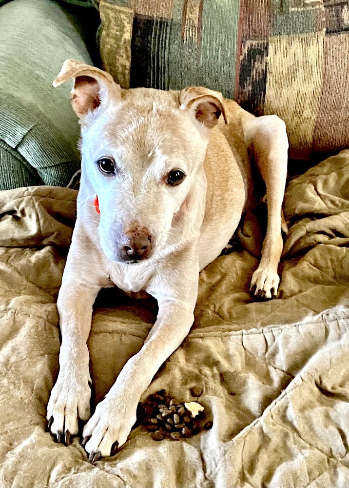 Milo’s Friends Pet Sitting Image