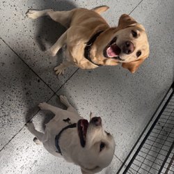 Bentley's Ruff House - Playtime!